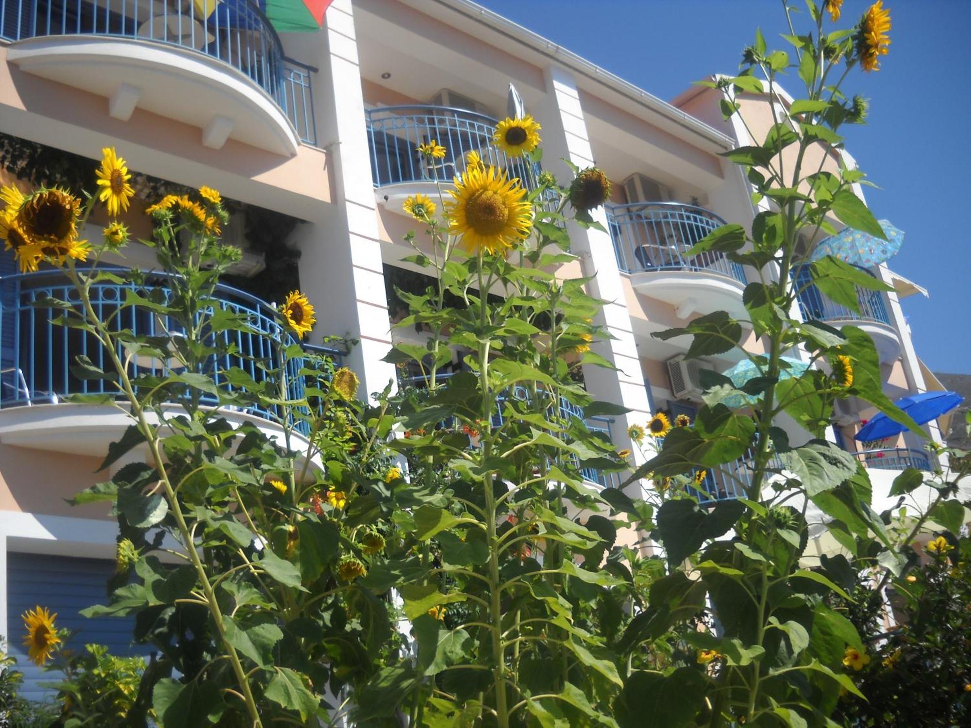 Olive Bay Hotel Agia Efimia Zewnętrze zdjęcie