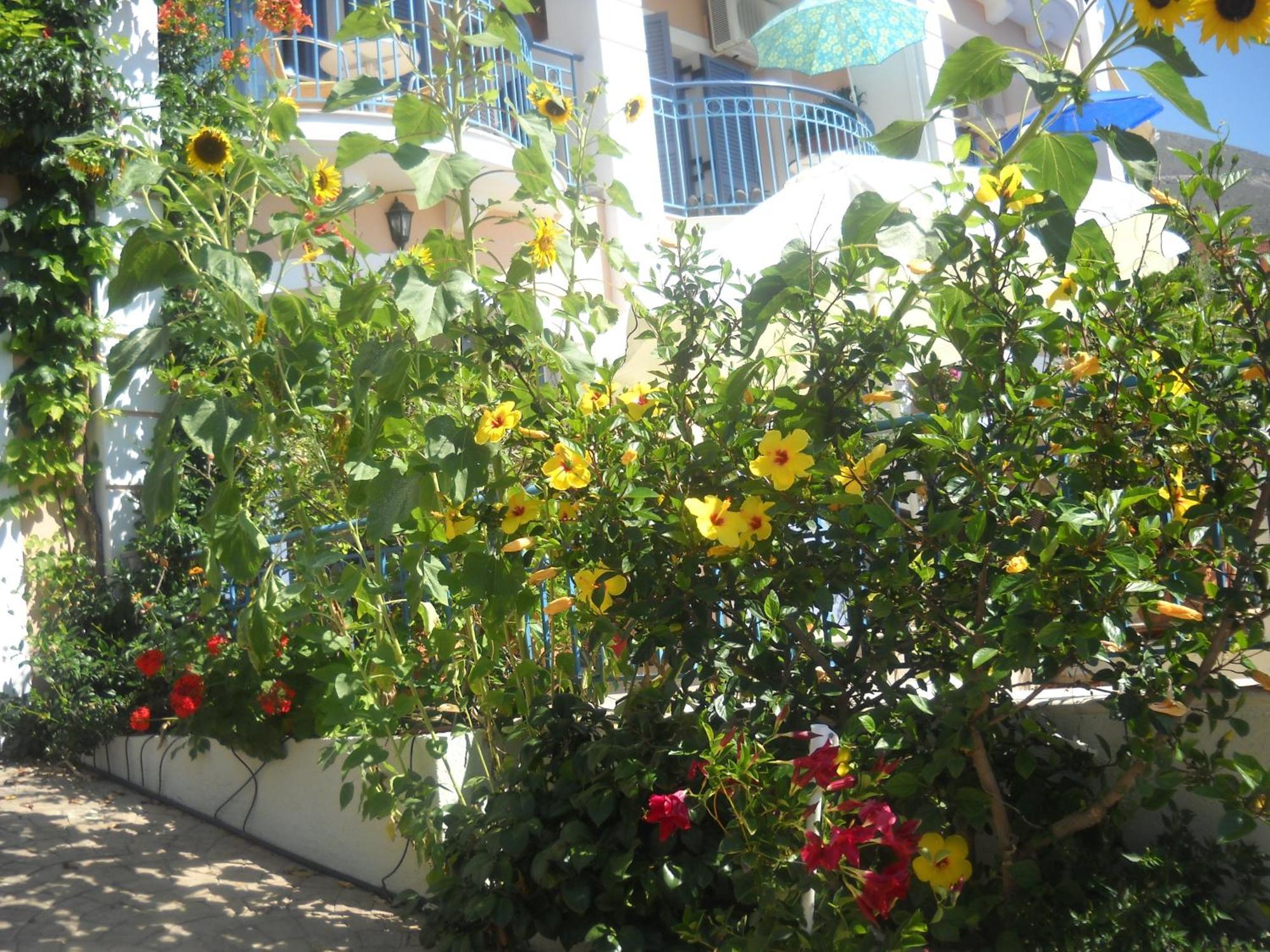 Olive Bay Hotel Agia Efimia Zewnętrze zdjęcie